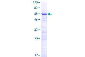Image no. 1 for Coiled-Coil Domain Containing 59 (CCDC59) (AA 1-241) protein (GST tag) (ABIN1348307)