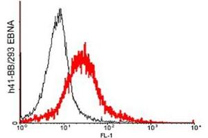 FACS: Human CD137 transfected HEK 293 cells were stained significantly using anti-CD137 (human), pAb .