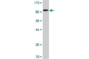 Western Blot detection against Immunogen (81.