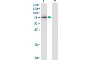 Western Blot analysis of GBP2 expression in transfected 293T cell line by GBP2 monoclonal antibody (M03), clone 2A10.