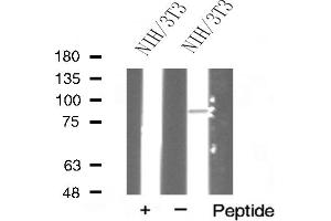 Western blot analysis of HSP90A expression in NIH/3T3 cells (HSP90AA1 anticorps  (C-Term))