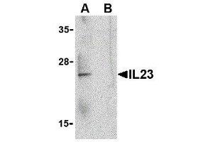 Western Blotting (WB) image for anti-Interleukin 23 (IL23) (C-Term) antibody (ABIN2474990) (IL23 anticorps  (C-Term))
