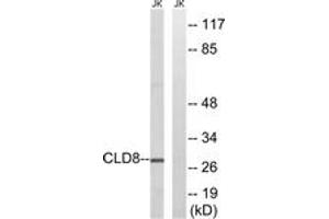 Western blot analysis of extracts from Jurkat cells, using CLDN8 Antibody. (CLDN8 anticorps  (AA 81-130))