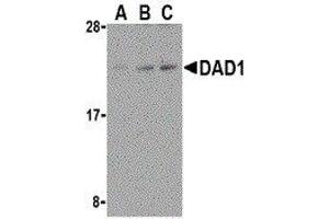 Western Blotting (WB) image for anti-Defender Against Cell Death 1 (DAD1) (C-Term) antibody (ABIN2473225) (DAD1 anticorps  (C-Term))