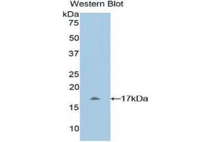 Western Blotting (WB) image for anti-Myosin, Light Chain 1, Alkali, Skeletal, Fast (MYL1) (AA 3-142) antibody (ABIN1859935) (MYL1 anticorps  (AA 3-142))