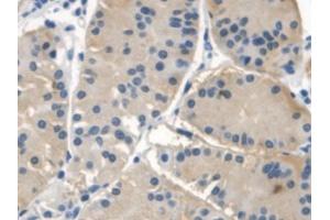 DAB staining on IHC-P; Samples: Human Stomach Tissue (NAIP anticorps  (AA 923-1148))