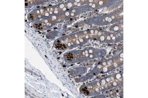 Immunohistochemical staining of human duodenum with NYAP1 polyclonal antibody  shows strong positivity in Paneth cells. (NYAP1 anticorps)