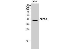 Western Blotting (WB) image for anti-Activating Transcription Factor 4 (Tax-Responsive Enhancer Element B67) (ATF4) (Ser158) antibody (ABIN3174553) (ATF4 anticorps  (Ser158))