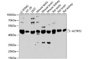 Western blot analysis of extracts of various cell lines, using  antibody (ABIN6131457, ABIN6136501, ABIN6136502 and ABIN6217106) at 1:3000 dilution. (ARPM1 anticorps  (AA 1-130))