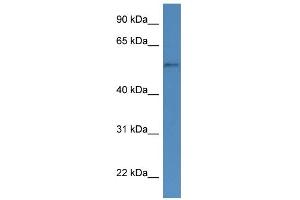 WB Suggested Anti-CYP51A1 Antibody Titration: 0.