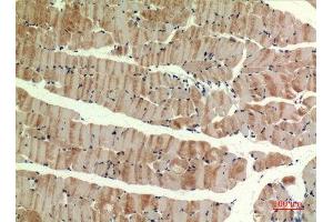 Immunohistochemistry (IHC) analysis of paraffin-embedded Mouse Muscle, antibody was diluted at 1:100.