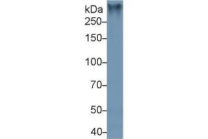 Detection antibody from the kit in WB with Positive Control:  Sample Mouse Colon lysate. (MUC2 Kit ELISA)