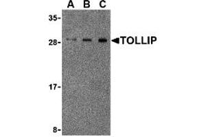 Western Blotting (WB) image for anti-Toll Interacting Protein (TOLLIP) (Middle Region) antibody (ABIN1031139) (TOLLIP anticorps  (Middle Region))