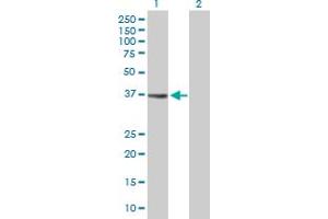 Western Blot analysis of MGC3207 expression in transfected 293T cell line by MGC3207 MaxPab polyclonal antibody. (MRI1 anticorps  (AA 1-369))