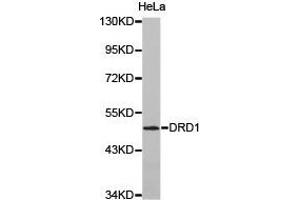 Western Blotting (WB) image for anti-Dopamine Receptor D1 (DRD1) antibody (ABIN1872351) (Dopamine Receptor d1 anticorps)