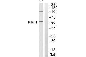 Western blot analysis of extracts from 3T3 cells, using NFE2L1 antibody. (NFE2L1 anticorps  (Internal Region))