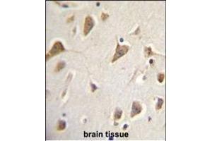 ZMYND10 Antibody (Center) (ABIN656033 and ABIN2845406) immunohistochemistry analysis in formalin fixed and paraffin embedded human brain tissue followed by peroxidase conjugation of the secondary antibody and DAB staining.