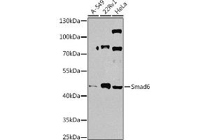 Western blot analysis of extracts of various cell lines, using Smad6 antibody (ABIN7270355) at 1:1000 dilution. (SMAD6 anticorps  (AA 257-496))