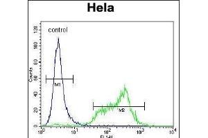 SRPK1 Antibody (N-term) (ABIN391794 and ABIN2841649) flow cytometric analysis of Hela cells (right histogram) compared to a negative control cell (left histogram). (SRPK1 anticorps  (N-Term))