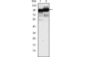 Western blot analysis using CD44 mouse mAb against Hela (1) and HUVE-12(2) cell lysate.