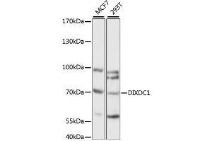 Western blot analysis of extracts of various cell lines, using DIXDC1 antibody (ABIN6292523) at 1:1000 dilution.