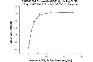 Immobilized SARS-CoV-2 S1 protein (N501Y), His Tag (ABIN6973242) at 2 μg/mL (100 μL/well) can bind Human ACE2, Fc Tag (ABIN6952459,ABIN6952465) with a linear range of 0.