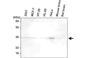 Western blot analysis of 293T , MCF - 7 , HT - 29 , HL - 60 , HeLa , mouse brain , and rat brain extracts were resolved by SDS - PAGE , transferred to PVDF membrane and probed with HTRA2 monoclonal antibody , clone 1B3 (1 : 1000)  .