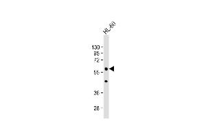 Anti-POLG2 Antibody (Center) at 1:1000 dilution + HL-60 whole cell lysate Lysates/proteins at 20 μg per lane.