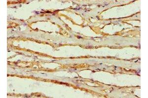 Immunohistochemistry of paraffin-embedded human kidney tissue using ABIN7143846 at dilution of 1:100 (AMY2B anticorps  (AA 16-320))