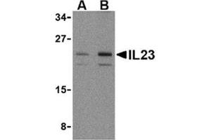 Image no. 1 for anti-Interleukin 23, alpha subunit p19 (IL23A) (N-Term) antibody (ABIN318745) (IL23A anticorps  (N-Term))