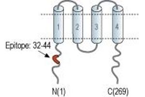 anti-Hydrogen Voltage-Gated Channel 1 (HVCN1) (AA 32-44), (Intracellular), (N-Term) antibody