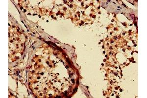 IHC image of ABIN7146302 diluted at 1:500 and staining in paraffin-embedded human testis tissue performed on a Leica BondTM system.