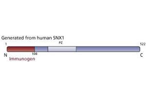 Image no. 3 for anti-Sorting Nexin 1 (SNX1) (AA 1-108) antibody (ABIN968558) (Sorting Nexin 1 anticorps  (AA 1-108))
