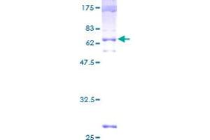 Image no. 1 for Solute Carrier Family 29 (Nucleoside Transporters), Member 2 (SLC29A2) (AA 1-361) protein (GST tag) (ABIN1320348)