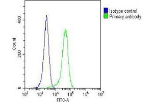 Overlay histogram showing Hela cells stained with (ABIN6242353 and ABIN6577183)(green line).