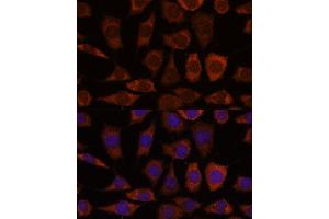 Immunofluorescence analysis of L929 cells using GRHPR antibody (ABIN7267486) at dilution of 1:100. (GRHPR anticorps  (AA 100-328))