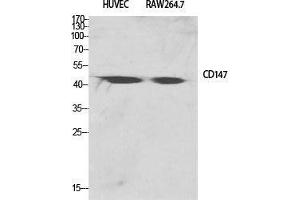 Western Blot (WB) analysis of specific cells using EMMPRIN Polyclonal Antibody. (CD147 anticorps  (C-Term))