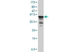 Western Blot detection against Immunogen (37. (GPC1 anticorps  (AA 24-131))