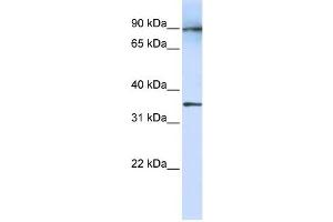 LRRC59 antibody used at 1 ug/ml to detect target protein. (LRRC59 anticorps  (N-Term))