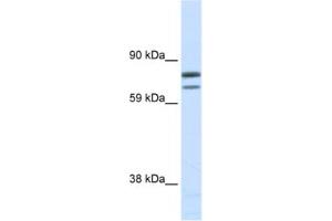 Western Blotting (WB) image for anti-Zinc Finger Protein, Multitype 1 (ZFPM1) antibody (ABIN2461458) (ZFPM1 anticorps)