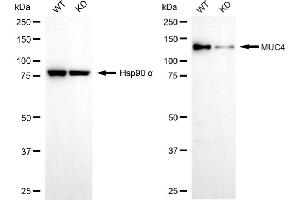 Western blotting analysis using MUC4 antibody (ABIN7799489). (Recombinant MUC4 anticorps)