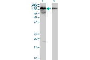 Western Blot analysis of TAF1C expression in transfected 293T cell line by TAF1C MaxPab polyclonal antibody.