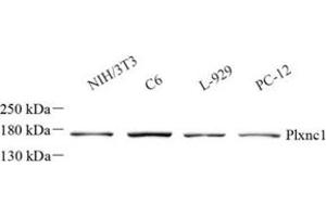 Western blot analysis of Plxnc1 (ABIN7075109)at dilution of 1: 1000 (Plexin C1 anticorps)
