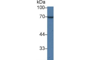 Western Blot; Sample: Human Lung lysate; Primary Ab: 1µg/ml Rabbit Anti-Human QSOX1 Antibody Second Ab: 0.