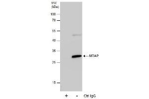 IP Image Immunoprecipitation of MTAP protein from HeLa whole cell extracts using 5 μg of MTAP antibody [N1C3], Western blot analysis was performed using MTAP antibody [N1C3], EasyBlot anti-Rabbit IgG  was used as a secondary reagent.