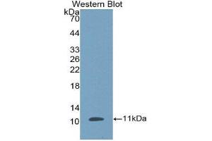 Western Blotting (WB) image for anti-Defensin, beta 1 (DEFB1) (AA 24-64) antibody (ABIN1174550)