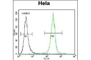 COCH Antibody (Center) (ABIN656833 and ABIN2846042) flow cytometric analysis of Hela cells (right histogram) compared to a negative control cell (left histogram). (COCH anticorps  (AA 399-428))