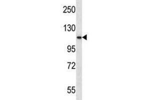 PCSK6 antibody western blot analysis in K562 lysate. (PCSK6 anticorps  (AA 659-688))
