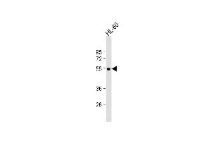 Anti-MCHR1 Antibody (C-term) at 1:1000 dilution + HL-60 whole cell lysate Lysates/proteins at 20 μg per lane.