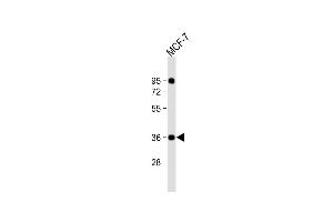 Anti-CXXC5 Antibody (N-Term) at 1:2000 dilution + MCF-7 whole cell lysate Lysates/proteins at 20 μg per lane. (CXXC5 anticorps  (AA 47-80))